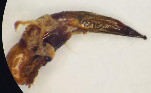 Ophonus sp.
